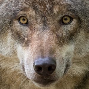 Portrait eines Wolfs
