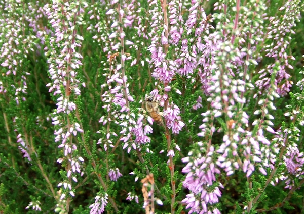 Sandbiene in Heideblüte