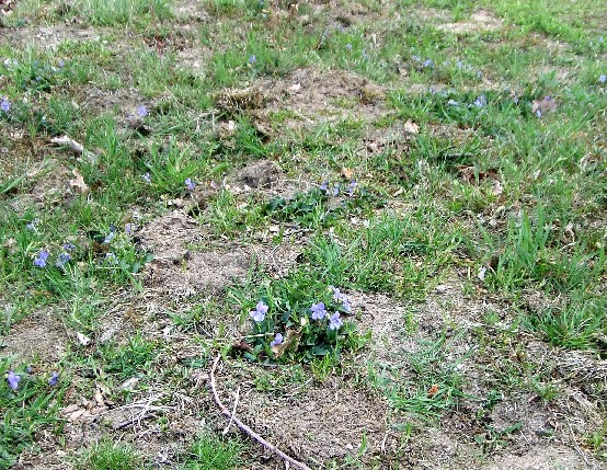 Magerrasen mit Hundsveilchen in Blüte