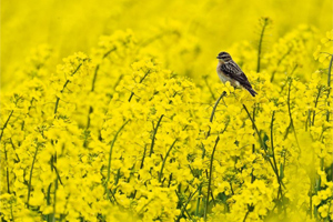 Braunkehlchen