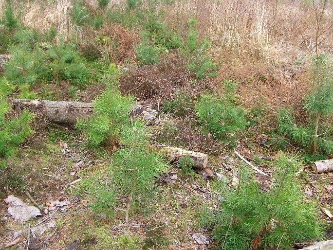 Windwurffläche: der Kiefernforst wurde aufgrund des natürlichen Sturmereignisses durch Heide abgelöst, ein Vorwaldstadium folgt