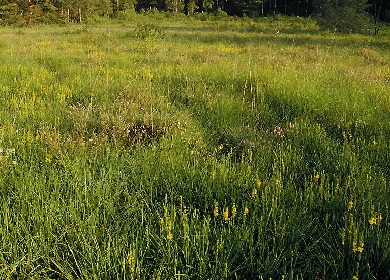 Lebensraum der Kleinen Moosjungfer