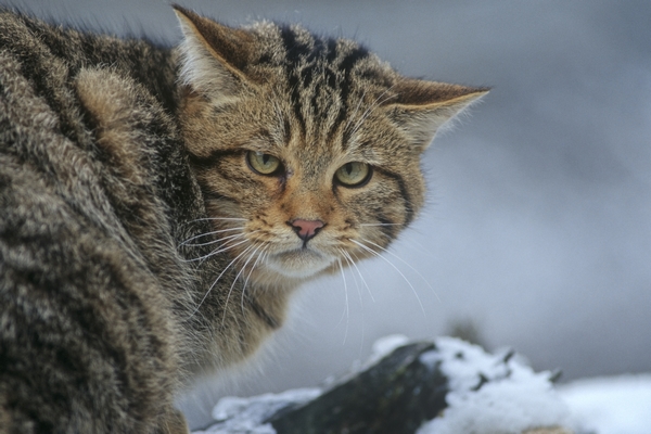 Europäische Wildkatze