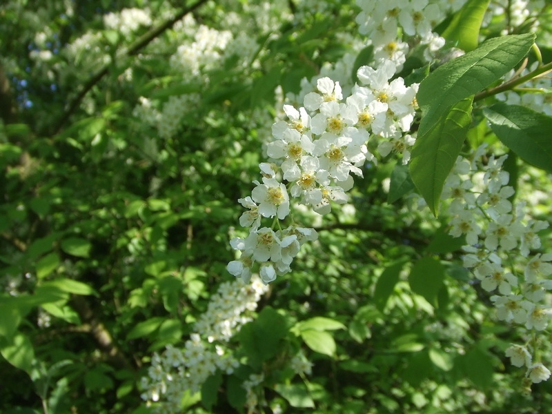 Prunus padus