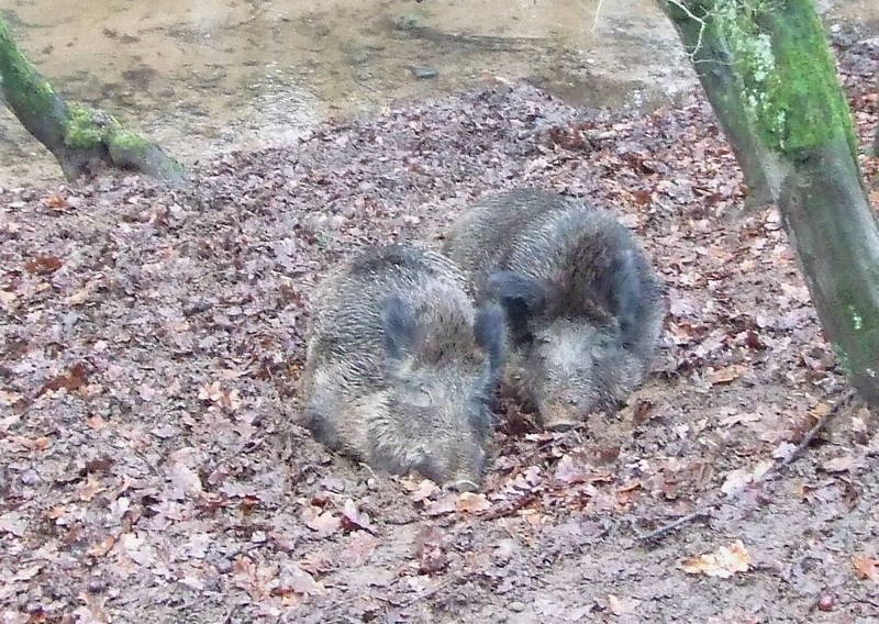 Dösende Wildschweine - Attraktion von Wildparks gerade bei Kindern. Viel interessanter aber ist ihre Beobachtung in der freien Landschaft