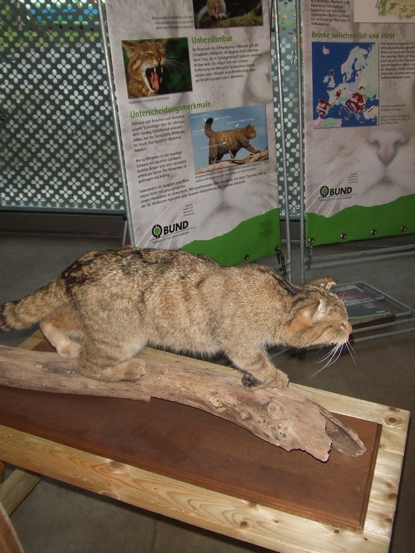 Wildkatzenausstellung im Turmhof