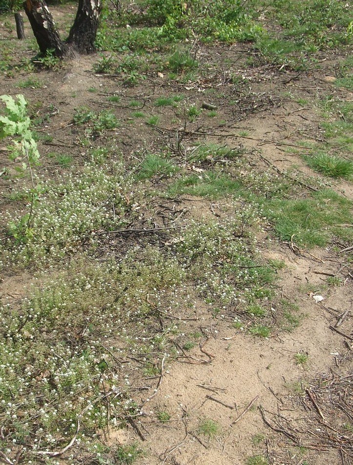 Brandfläche in der Dellbrücker Heide nach einem Jahr: Sandbienennester und Bauernsenfblüte