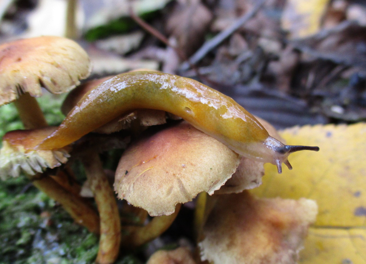 Der Pilzschnegel (Malacolimax tenellus) mag es hingegen gemäßigt feucht - er ist ein typischer Waldbewohner.