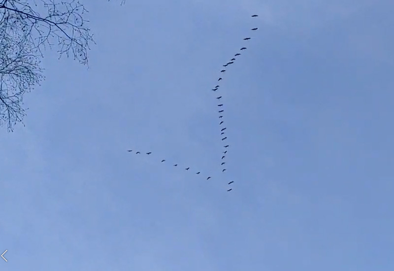 Kraniche über der Heideterrasse