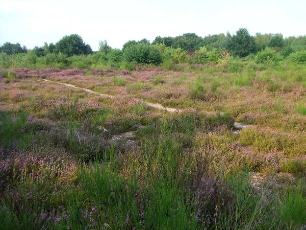 Lebensraumtyp Trockene Heide
