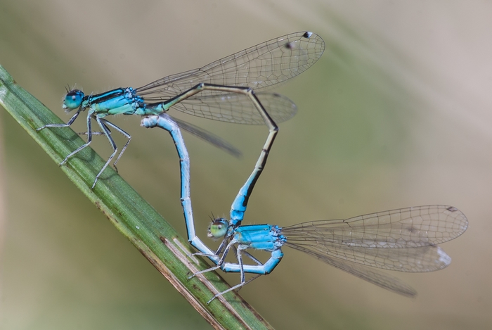 Paarungsrad der Kleinen Pechlibelle