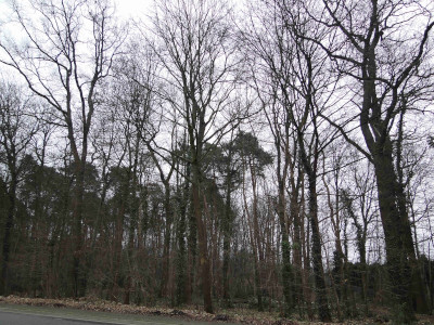 Betroffenes Waldstück zwischen Frankenforster Str., Rather Str. und A 4