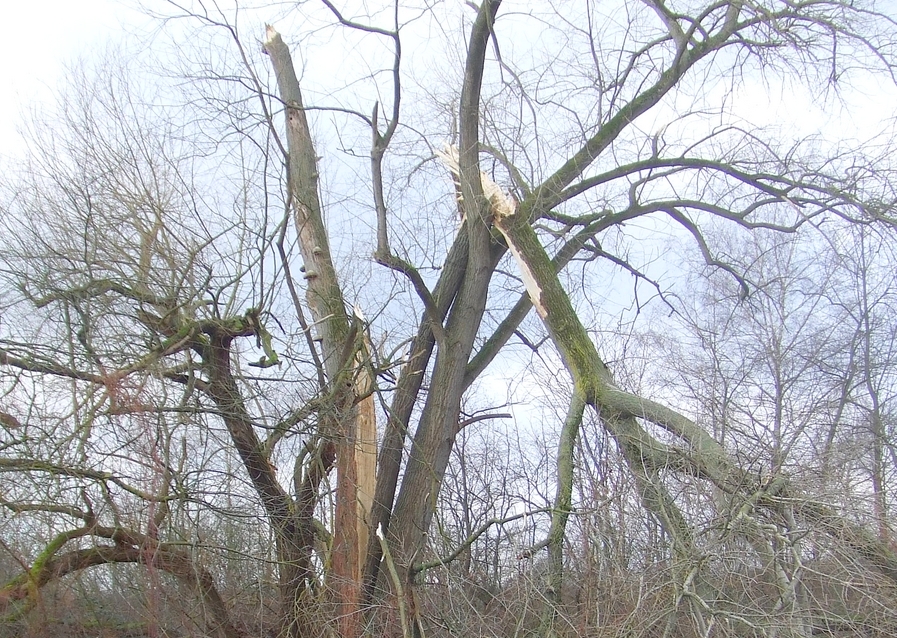 Alte Bäume dürfen im Naturschutzgebiet uralt werden