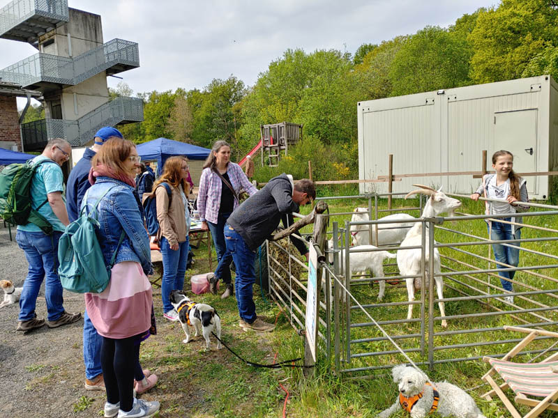 Dieses Jahr zum ersten Mal dabei: Ziegen zum Anfassen vom Kastanienhof in Overath