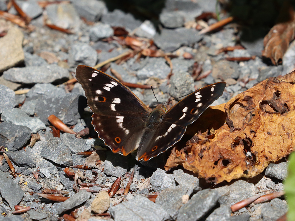 Kleiner Schillerfalter