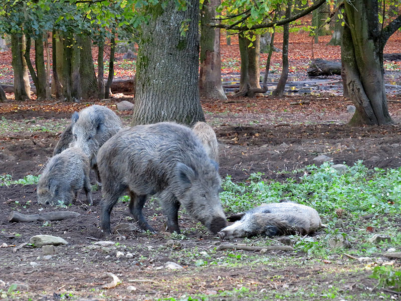 Wühlende Wilschweine im Wildpark Dünnwald