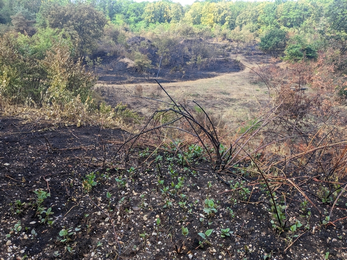 Wieder Buschbrand im Naturschutzgebiet Dellbrücker Heide