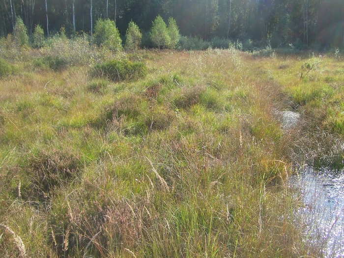 Heidemoorrest des Naturschutzgebiet Gierssiefen der Lohmarer Teichlandschaft