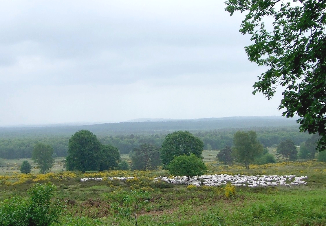 Blick vom Telegraphenberg der Wahner Heide nach Norden