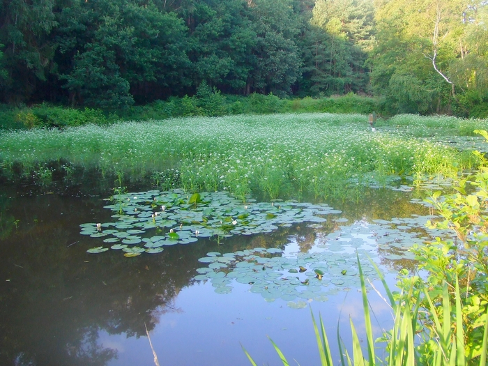 Apostelteich 1 mit artenreichen Röhrichten und submerser Vegetation