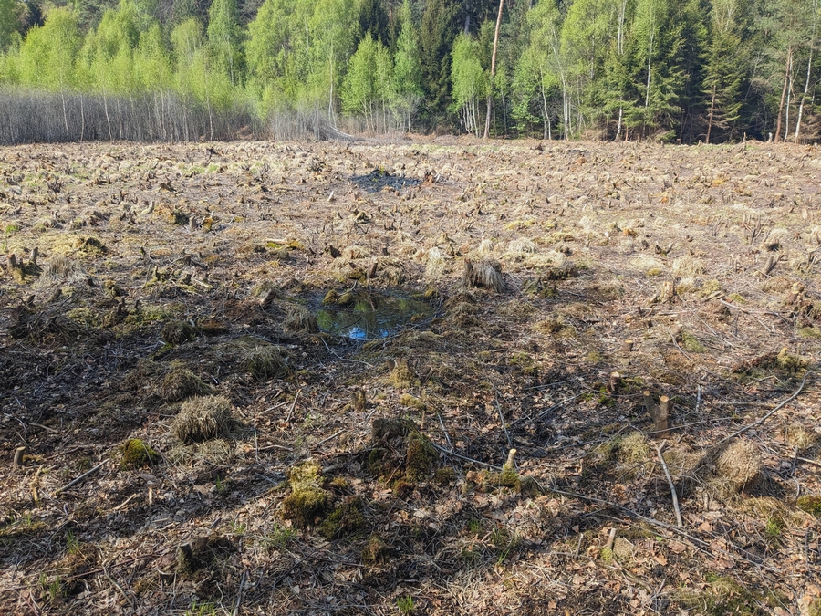 Hirzenbergmoor im April 2025