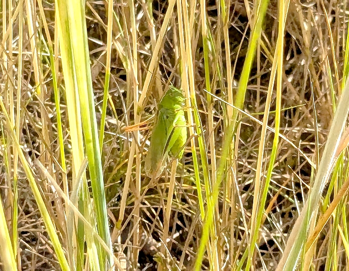 Zweifarbige Beißschrecke