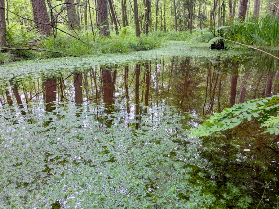 Wiedervernässter Moortümpel mit Massenbestand der Wasserfeder