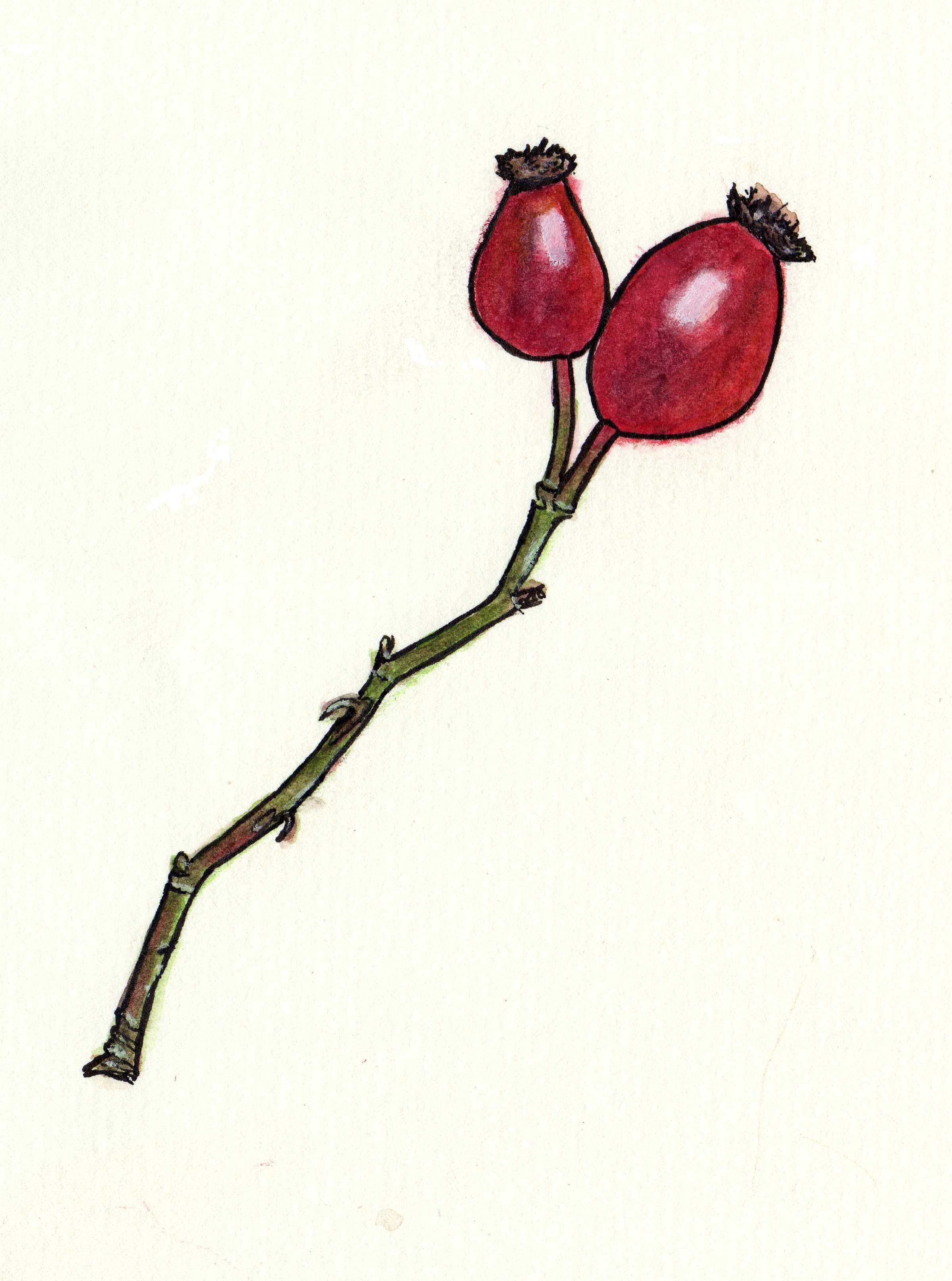 Einfach rosen malen Acryl Blumen