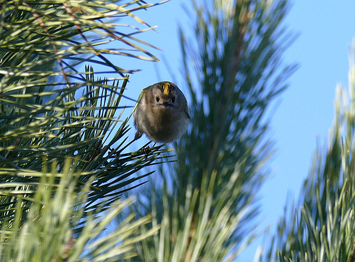 Wintergoldhähnchen