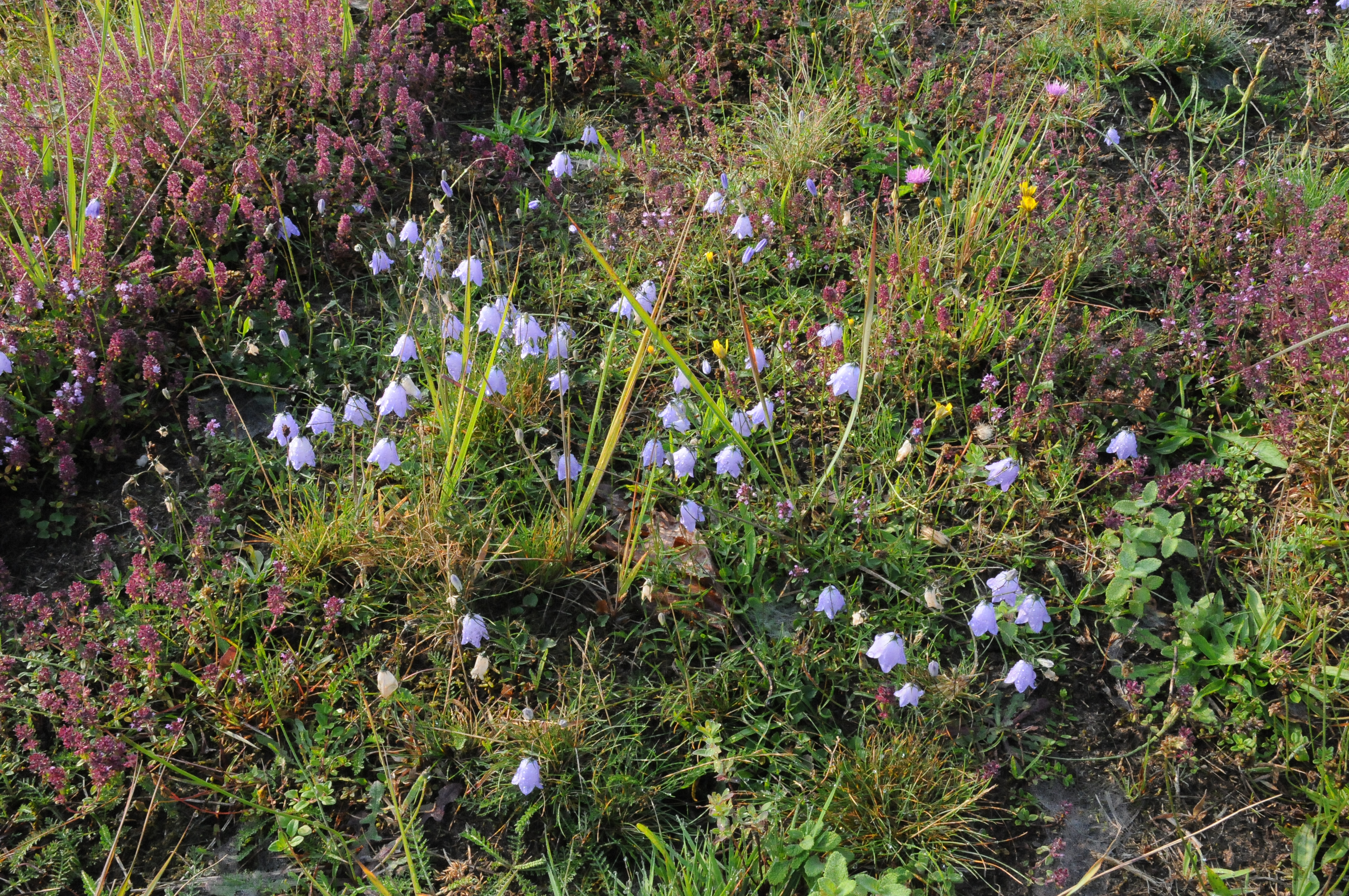 Rundblättrige Glockenblume