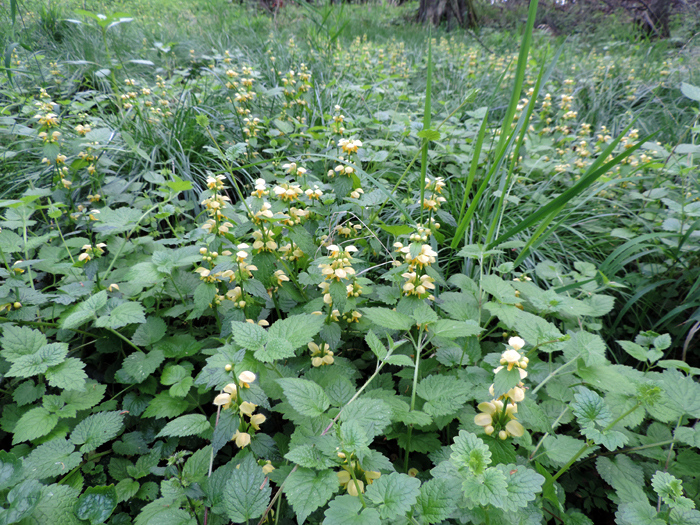 Goldnessel