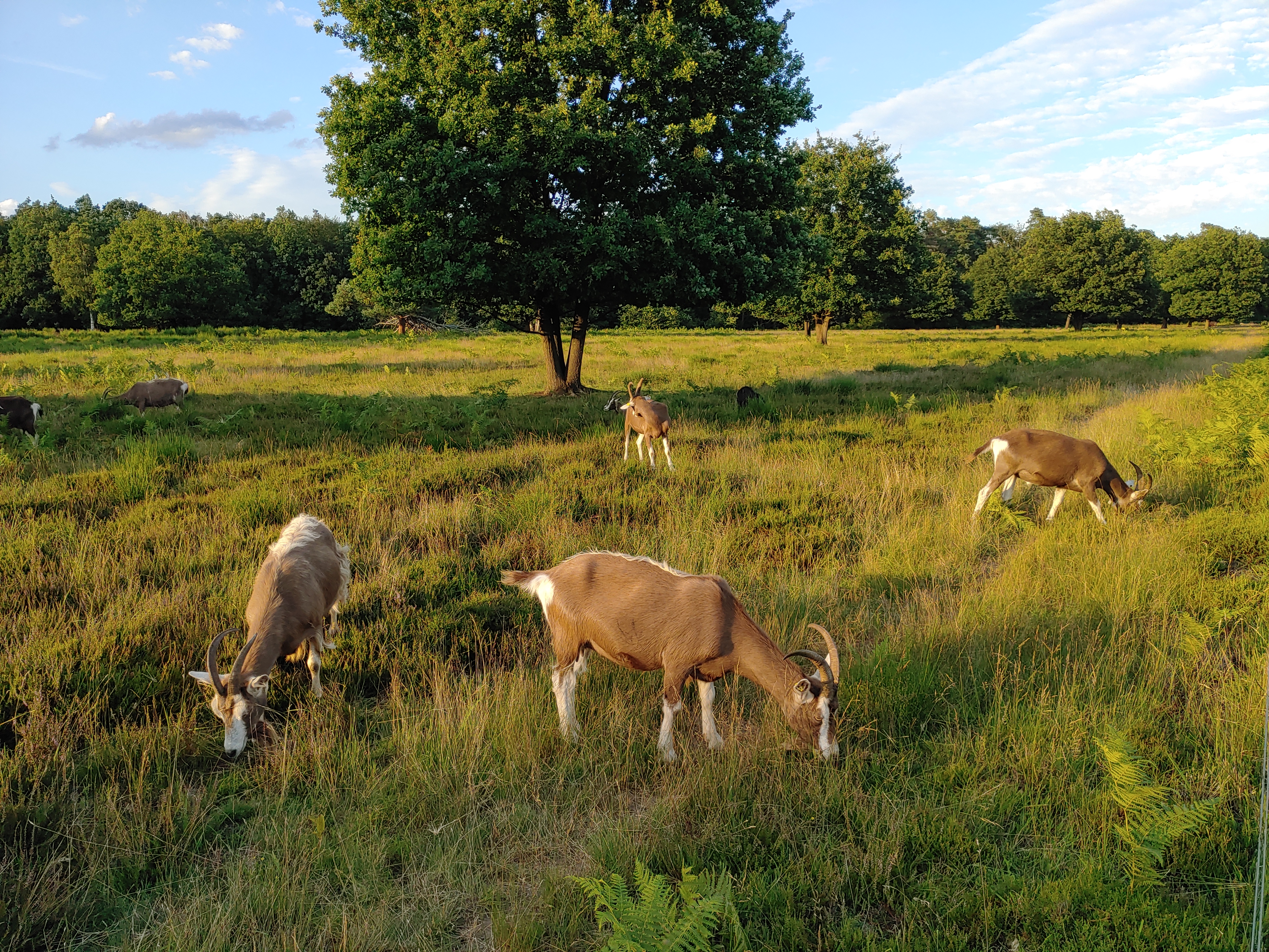 Ziegen in der Heide