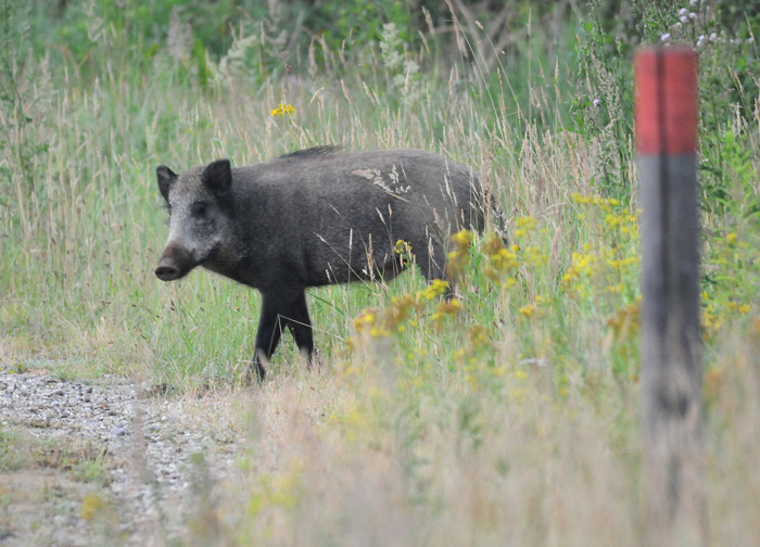 Wildschwein