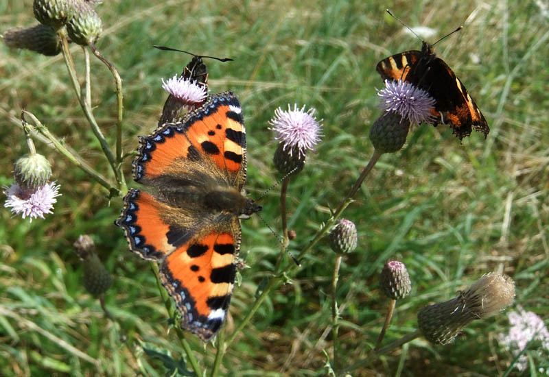 Kleiner Fuchs auf Distel