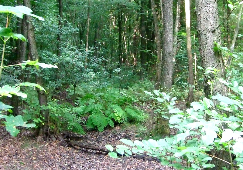 Königsfarn im entwässerten Torfmoos-Erlenwald