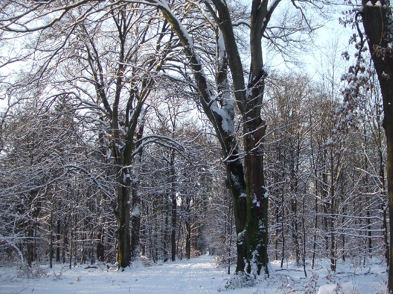 Winter am Dörneberg